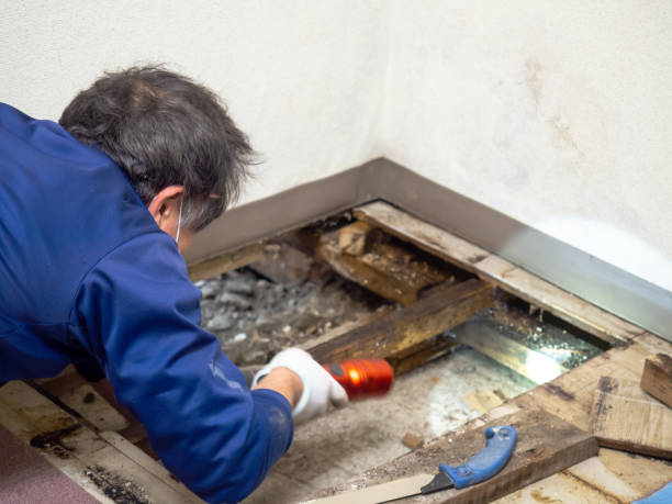 Best Attic Mold Removal  in Eldora, IA