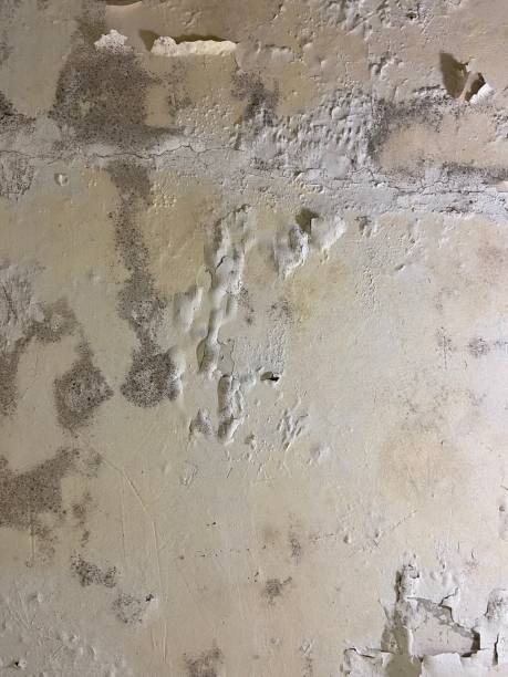 Best Mold Damage Repair  in Eldora, IA